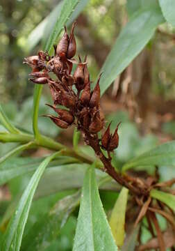 Image of Digitalis canariensis L.