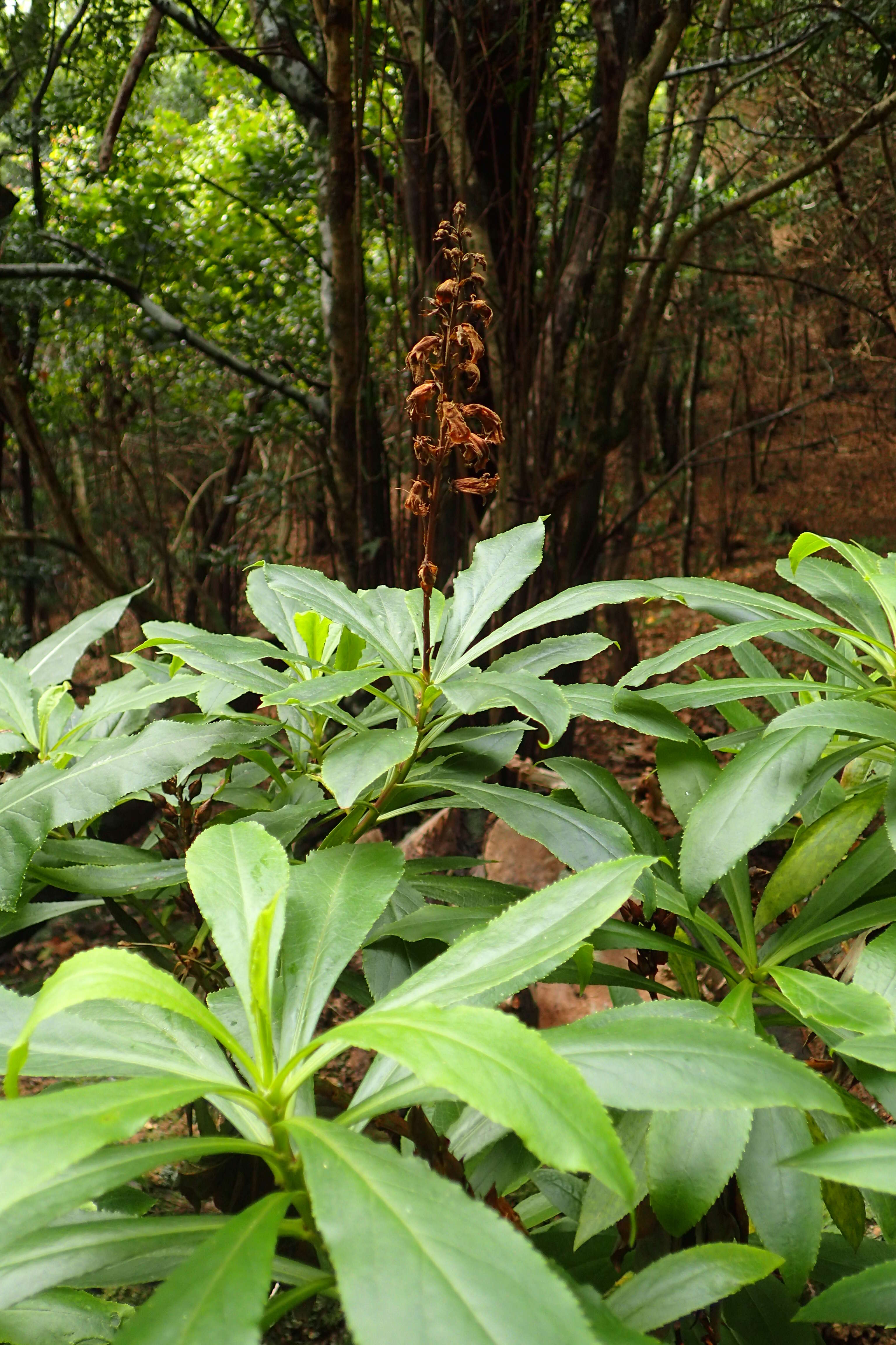 Imagem de Digitalis canariensis L.