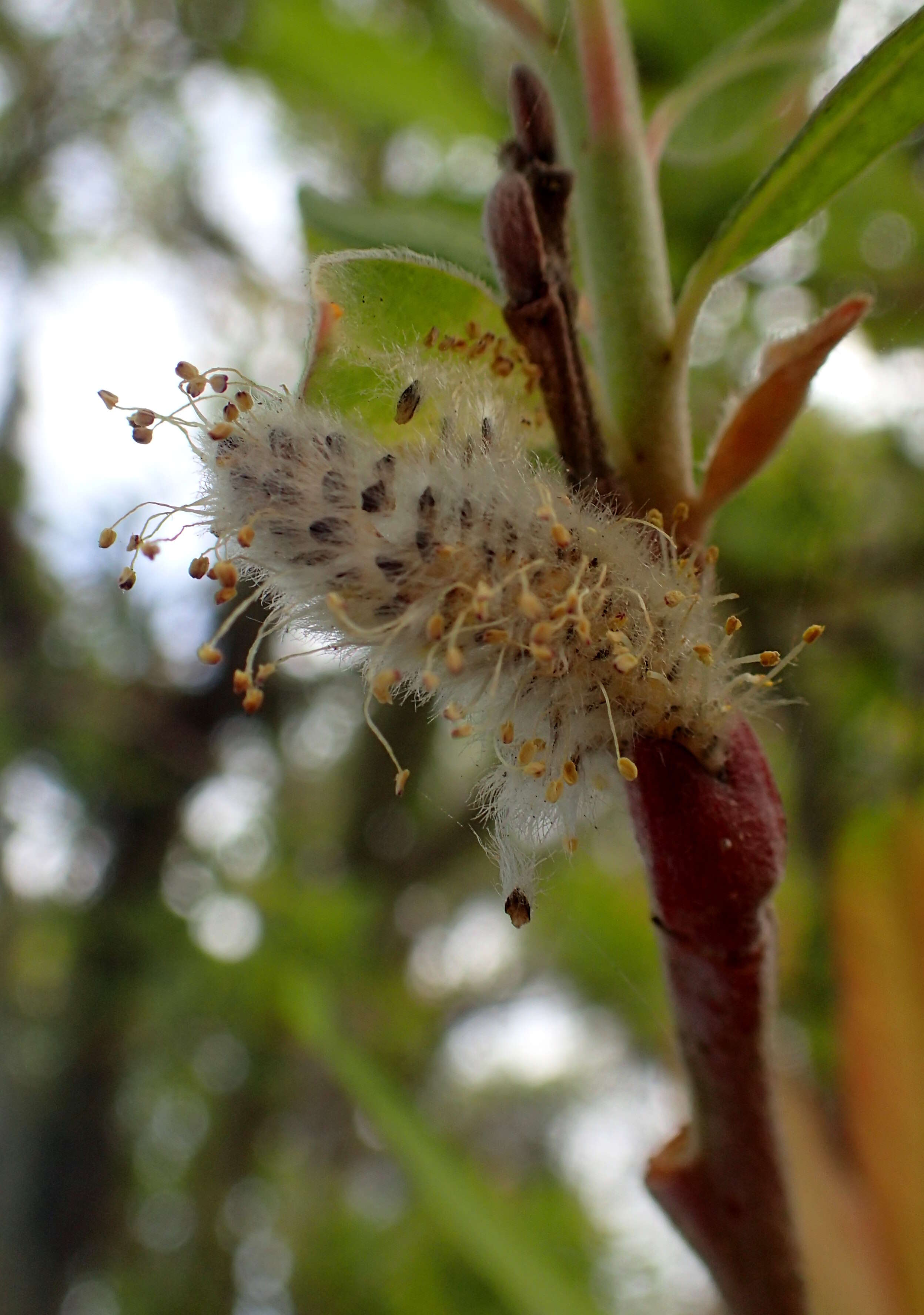 Image de Salix canariensis C. Sm. ex Link