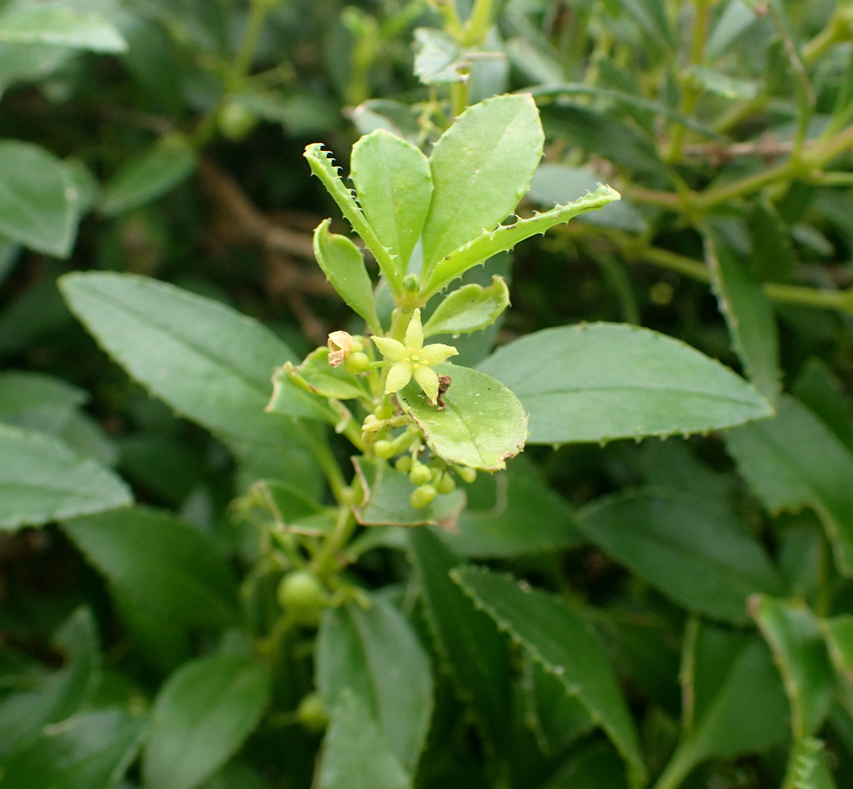 Sivun Rubia fruticosa Aiton kuva