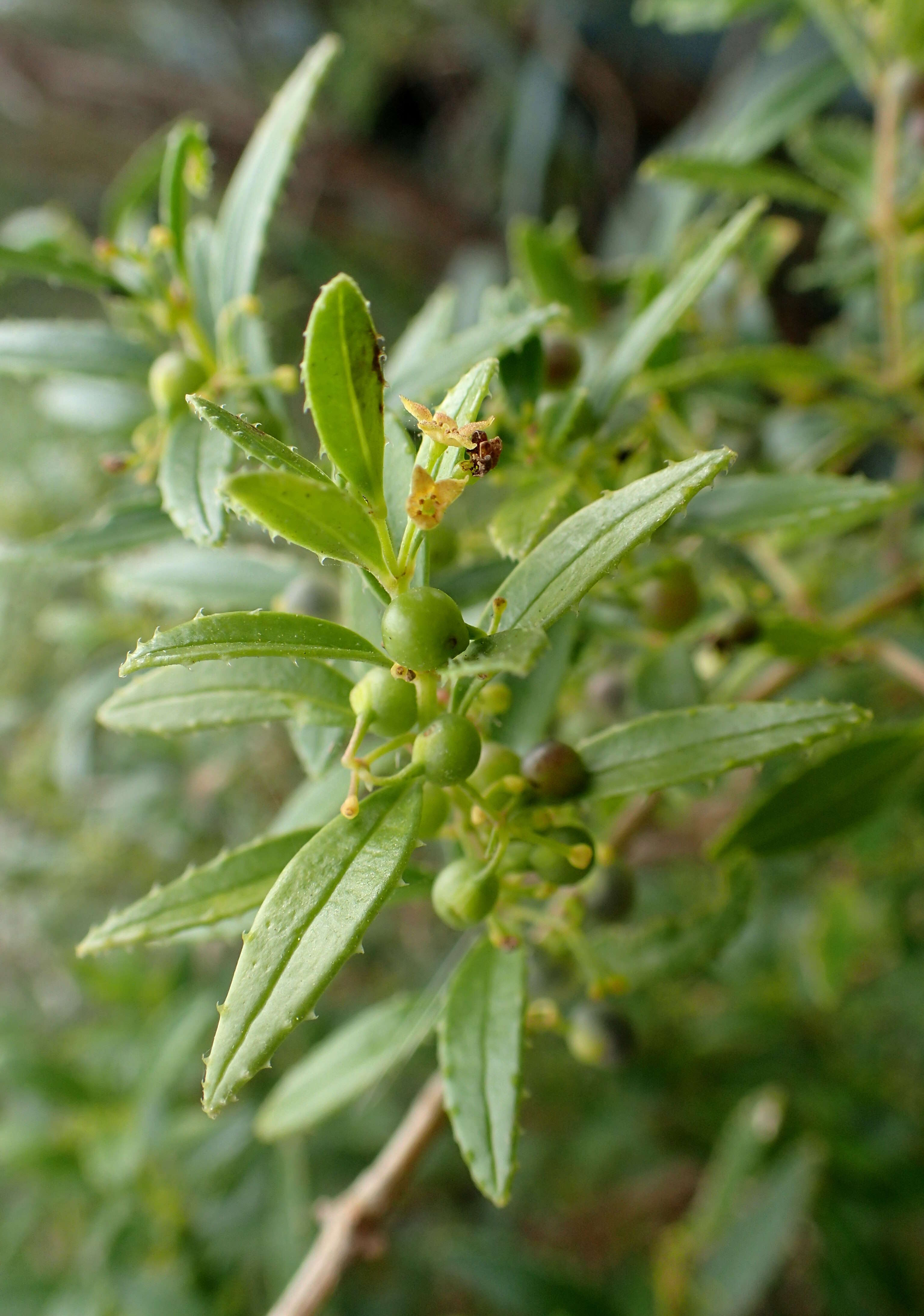 Sivun Rubia fruticosa Aiton kuva