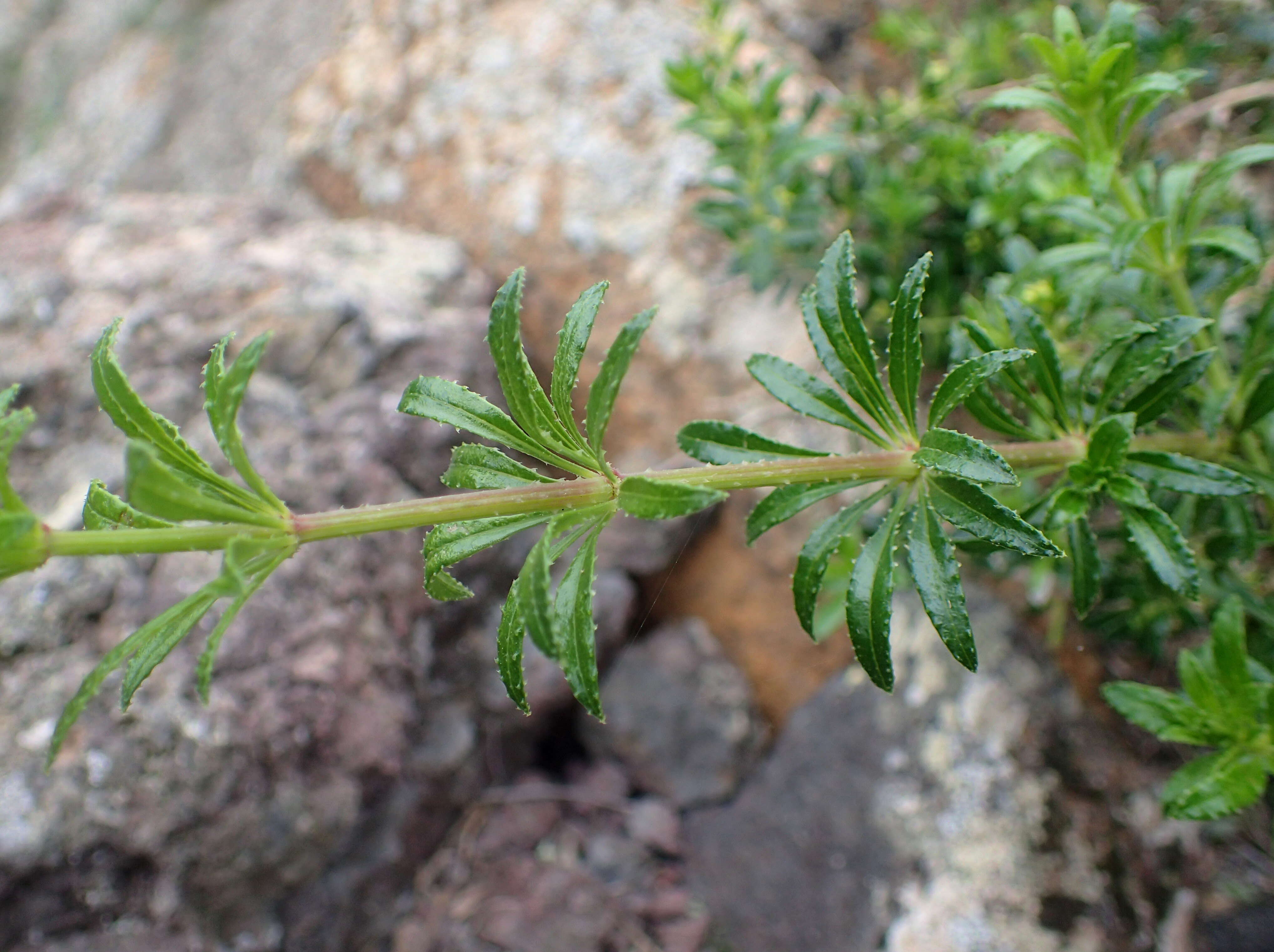 Sivun Rubia fruticosa Aiton kuva