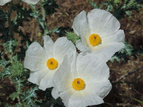 Image of crested pricklypoppy