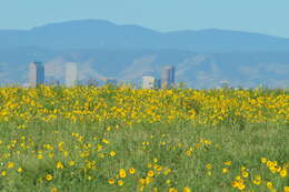 Image of prairie sunflower