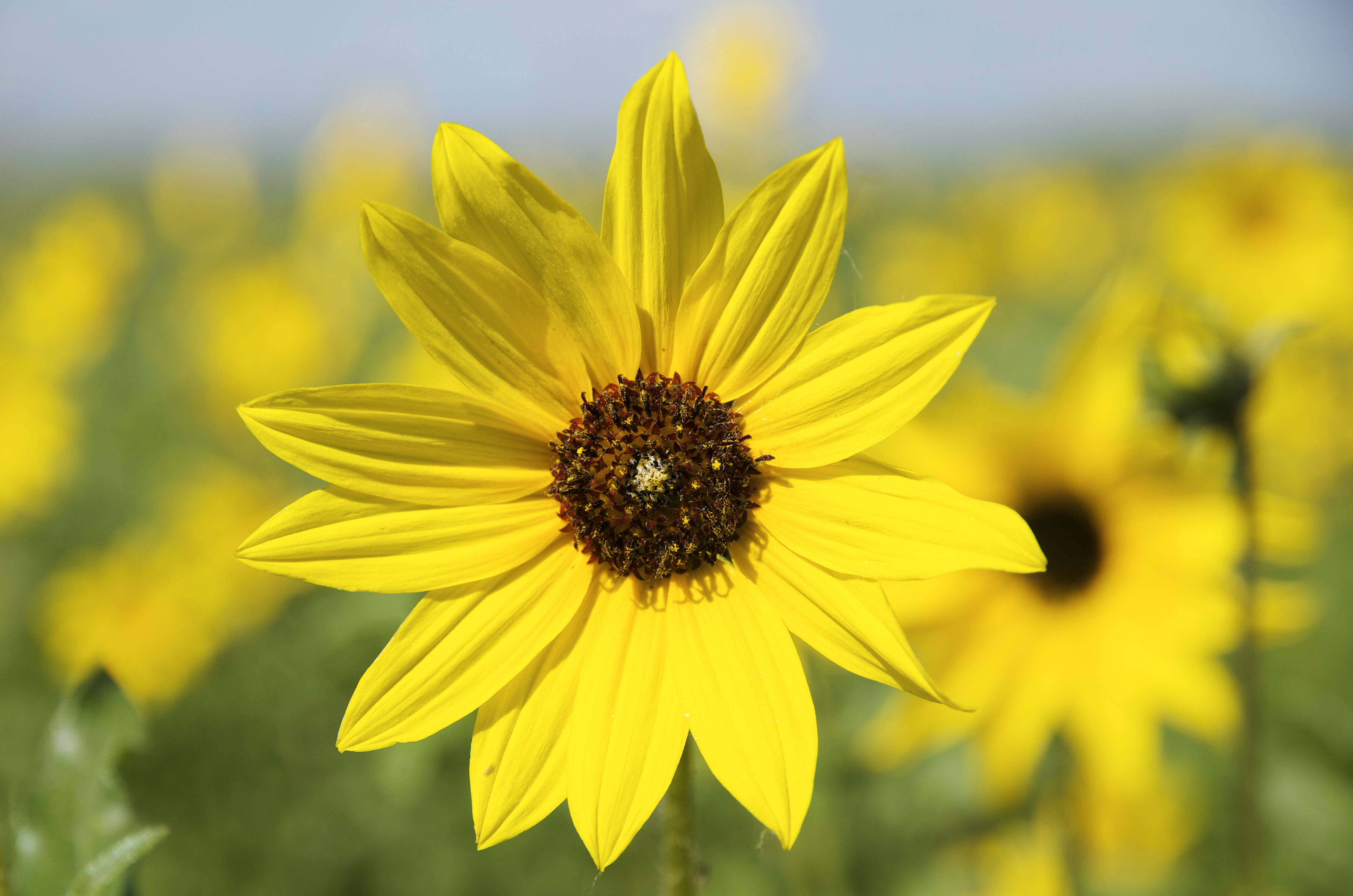 Image of prairie sunflower