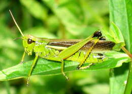 Image of Large marsh grasshopper