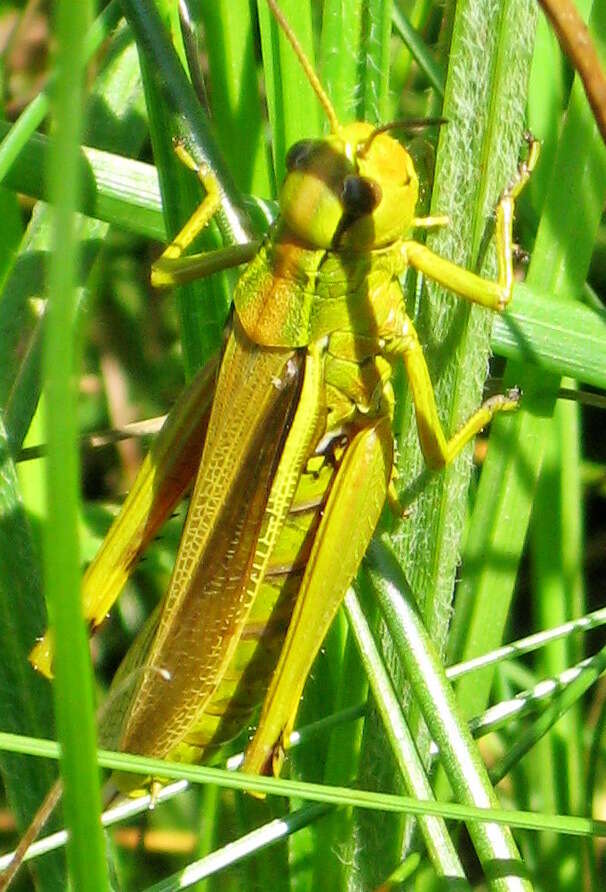 Image of Large marsh grasshopper