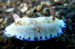 Image of Pale gold and purple slug