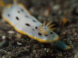 Image of Chromodoris aspersa (Gould 1852)