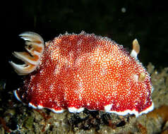 Image of Reticulated red slug