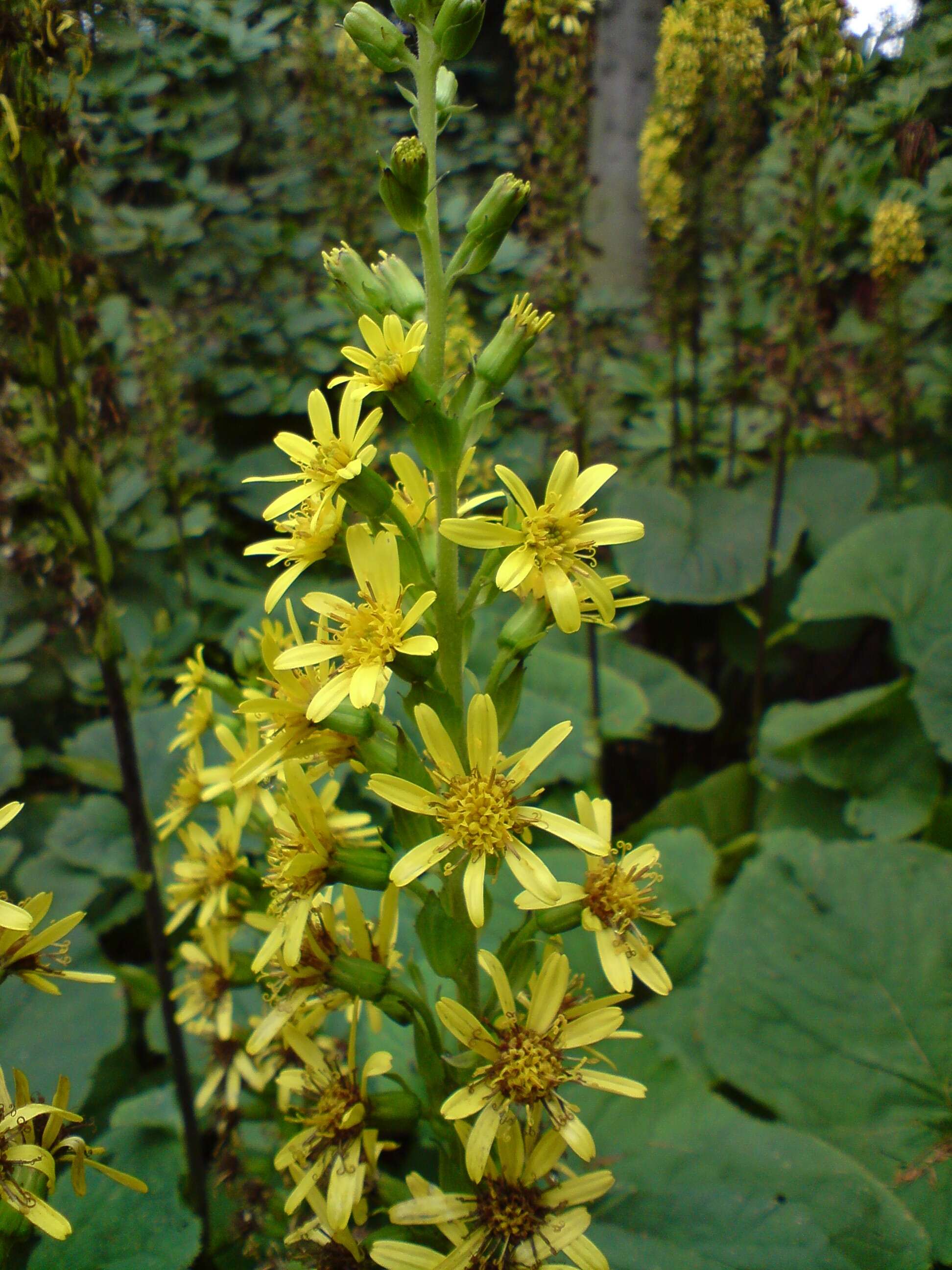 Image of Ligularia fischeri (Ledeb.) Turcz.