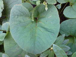 Image of Ligularia fischeri (Ledeb.) Turcz.