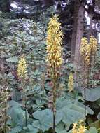 Image of Ligularia fischeri (Ledeb.) Turcz.