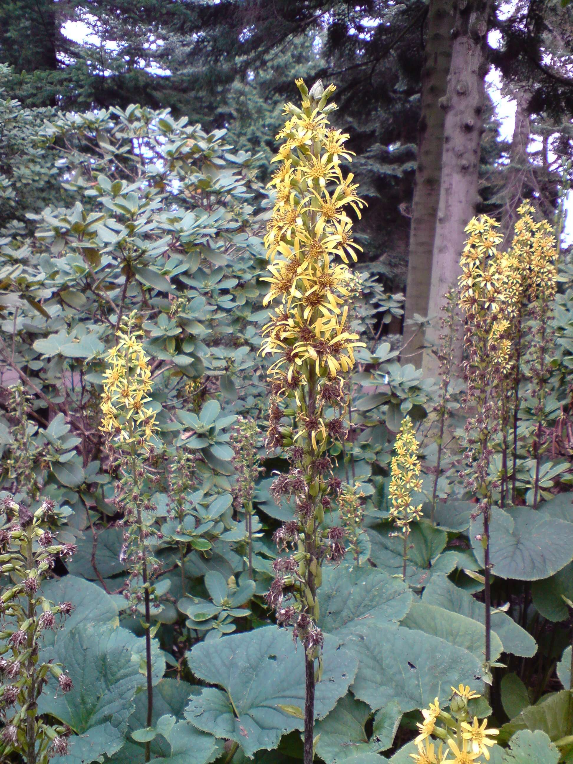 Image of Ligularia fischeri (Ledeb.) Turcz.