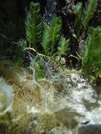 Image of Caulerpa sertularioides