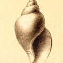 Image of Typhlodaphne corpulenta (R. B. Watson 1881)