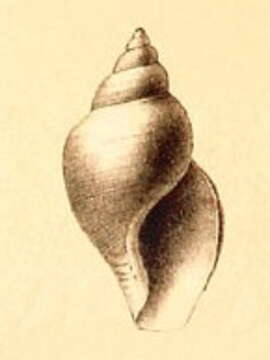 Image of Typhlodaphne corpulenta (R. B. Watson 1881)