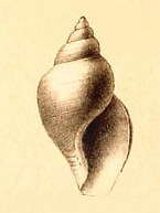 Image of Typhlodaphne corpulenta (R. B. Watson 1881)