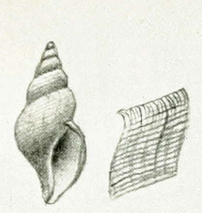 Image of Typhlodaphne filostriata (Strebel 1905)