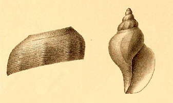 Image of Typhlodaphne platamodes (R. B. Watson 1881)