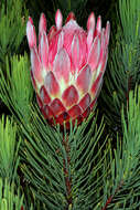 Image of Protea aristata Phillips