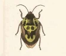 Image of Anchor Stink Bug