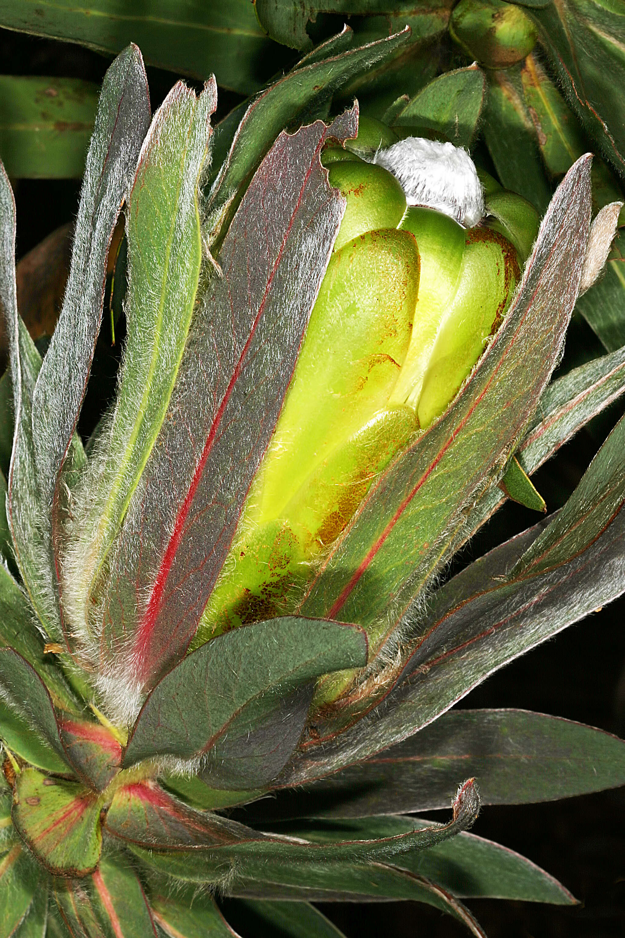 Plancia ëd Protea coronata Lam.