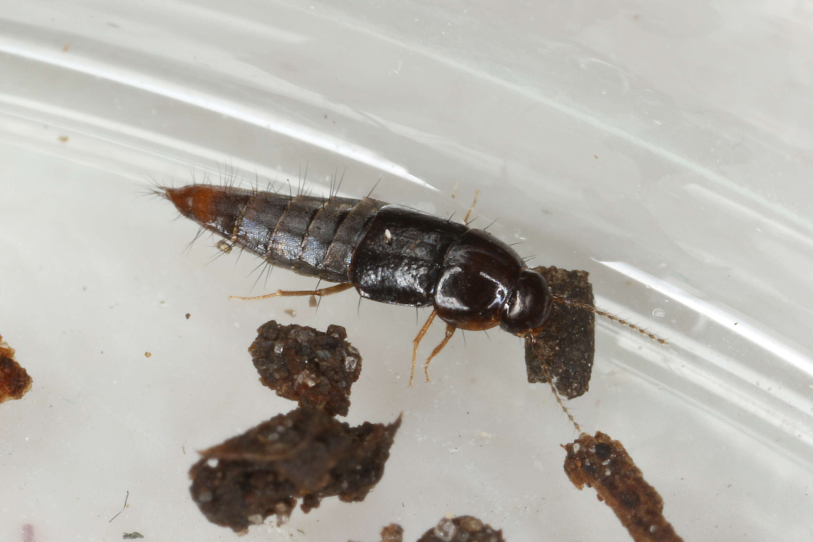 Habrocerus capillaricornis (Gravenhorst 1806) resmi