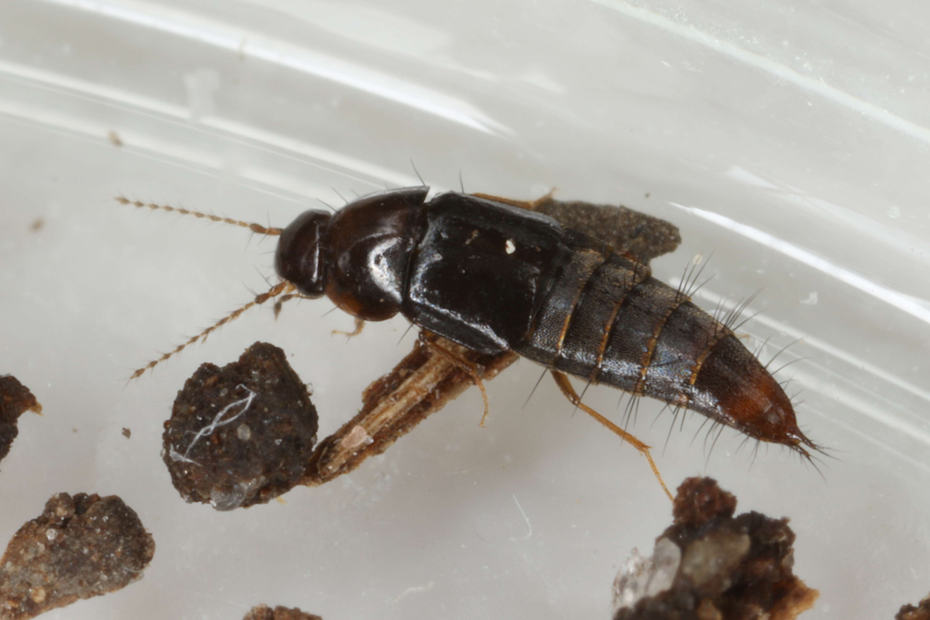 Habrocerus capillaricornis (Gravenhorst 1806) resmi