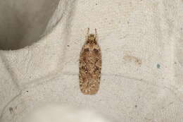 Image of Agonopterix heracliana Linnaeus 1758