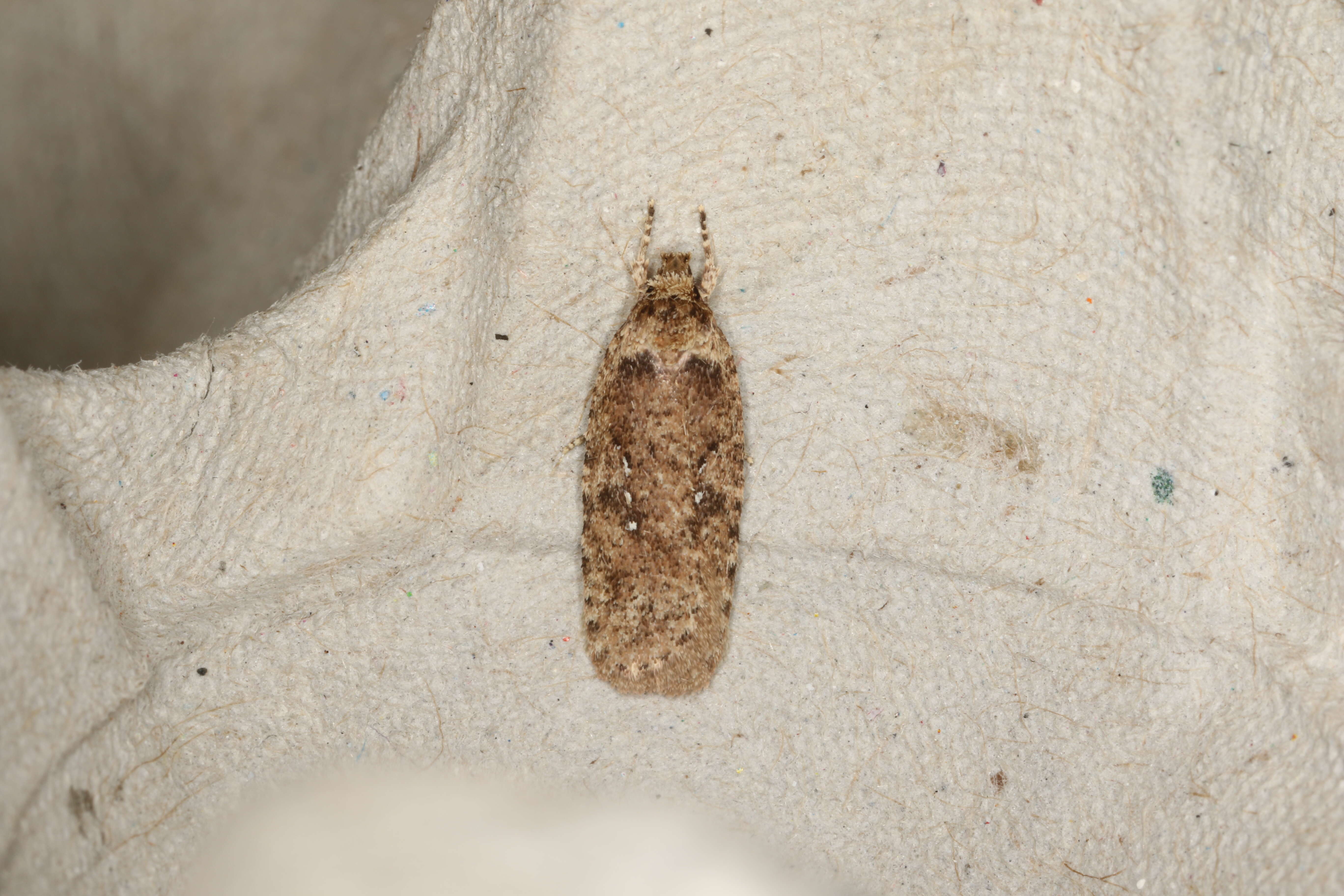 Image of Agonopterix heracliana Linnaeus 1758