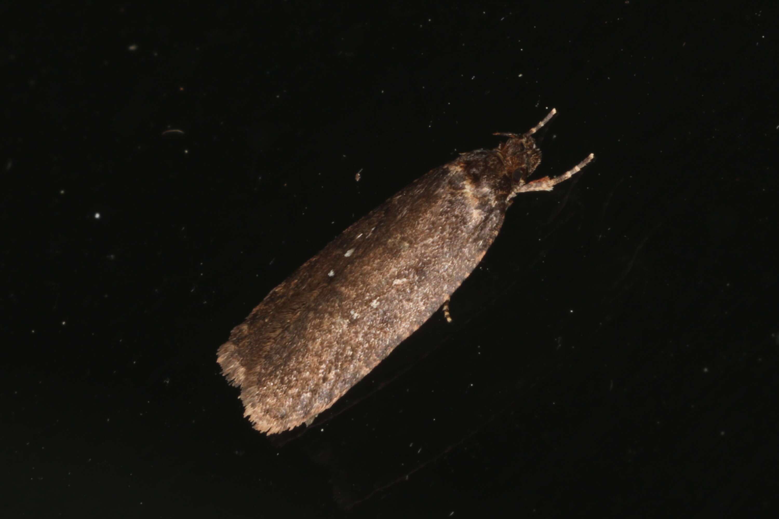 Image of Agonopterix heracliana Linnaeus 1758