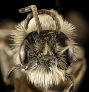 Imagem de Andrena carlini Cockerell 1901