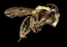 Imagem de Andrena carlini Cockerell 1901