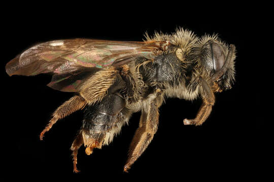 Andrena forbesii Robertson 1891 resmi