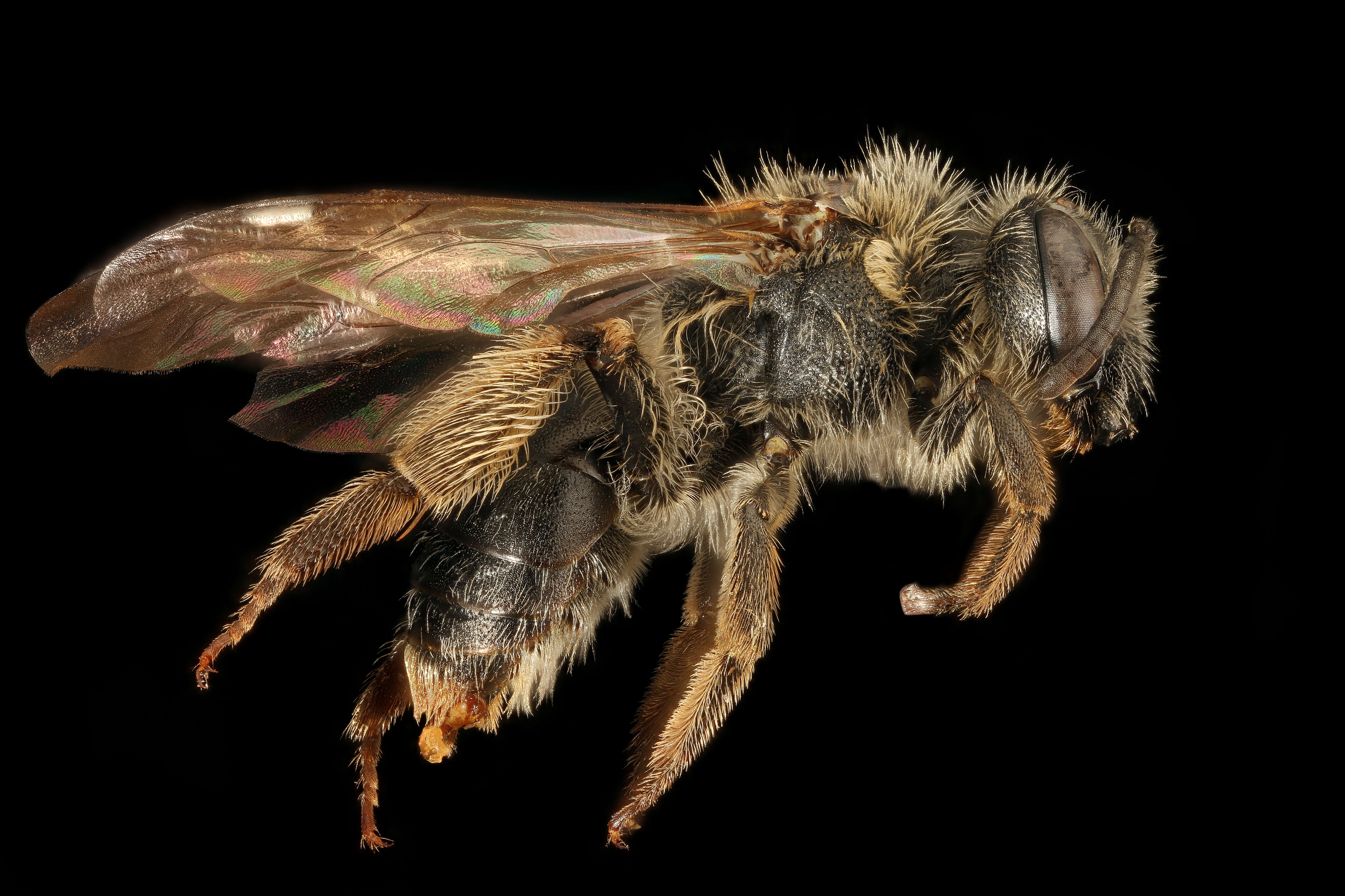 Image of Andrena forbesii Robertson 1891