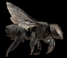 Image of Carpenter-mimic Leaf-cutter Bee