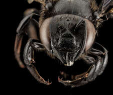 Image of Carpenter-mimic Leaf-cutter Bee