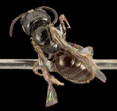 Plancia ëd Lasioglossum lionotum (Sandhouse 1923)