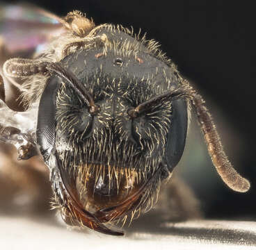 Image of Lasioglossum lionotum (Sandhouse 1923)