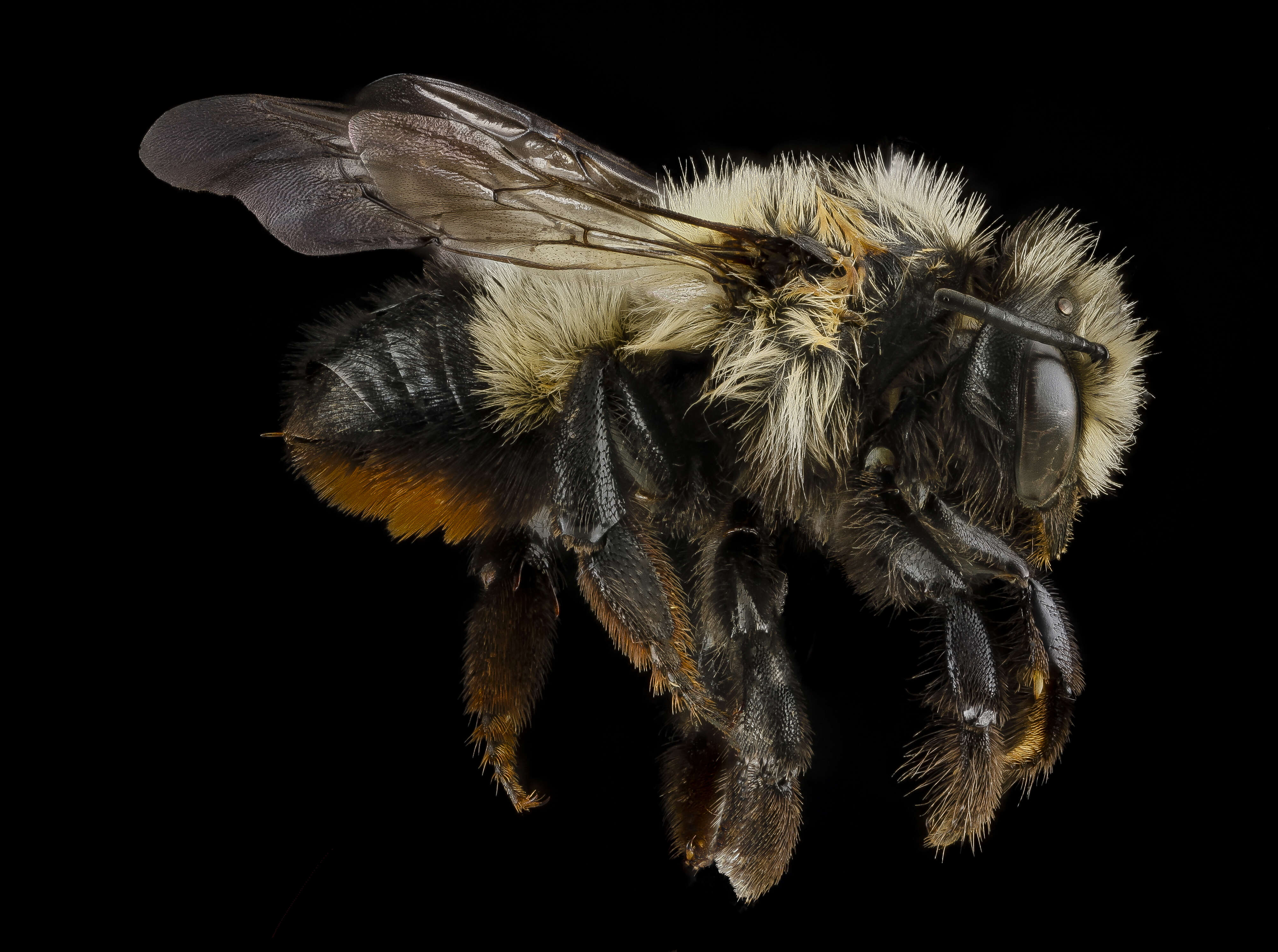 Image of Black-and-gray Leaf-cutter Bee