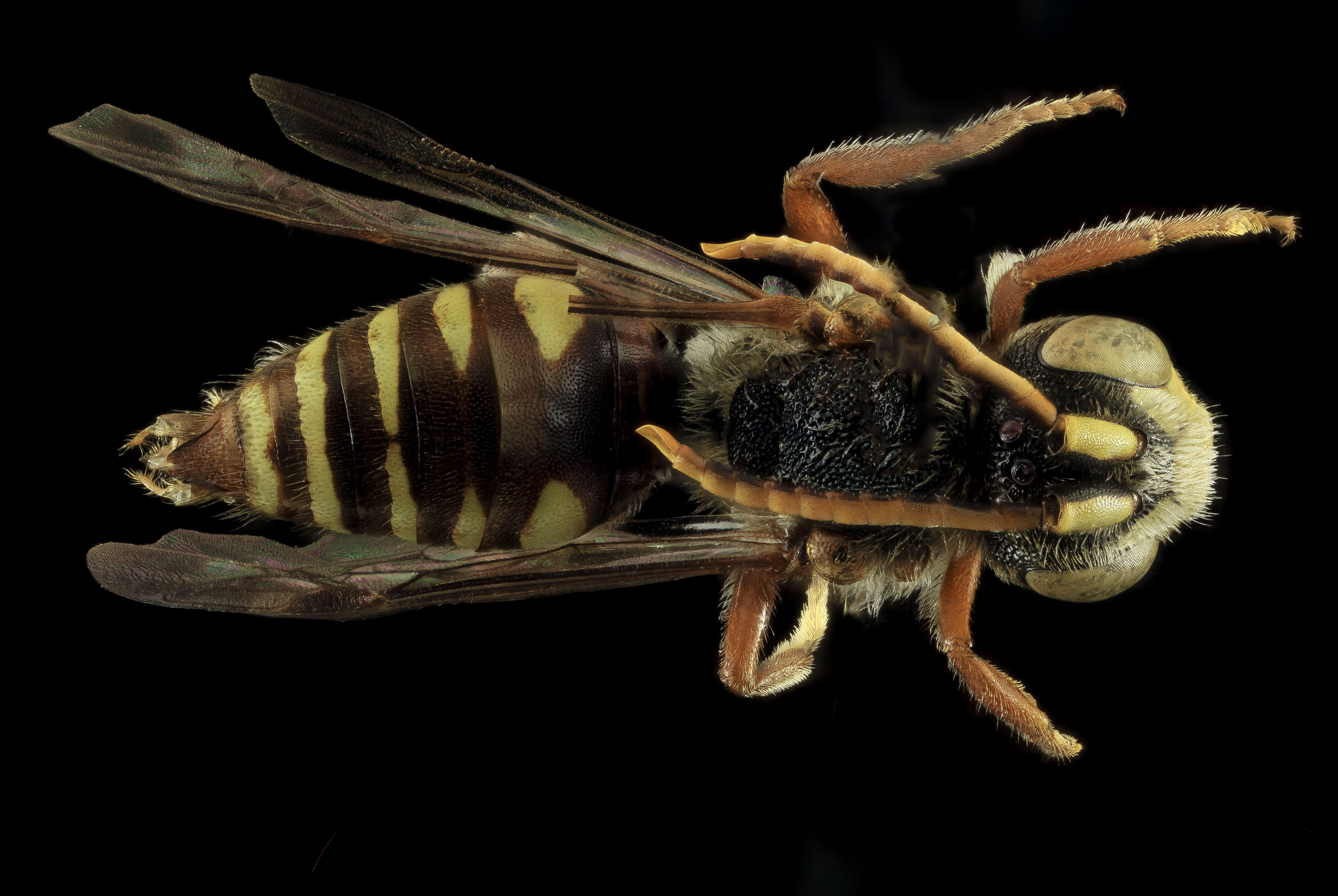 Image of Nomada australis Mitchell 1962