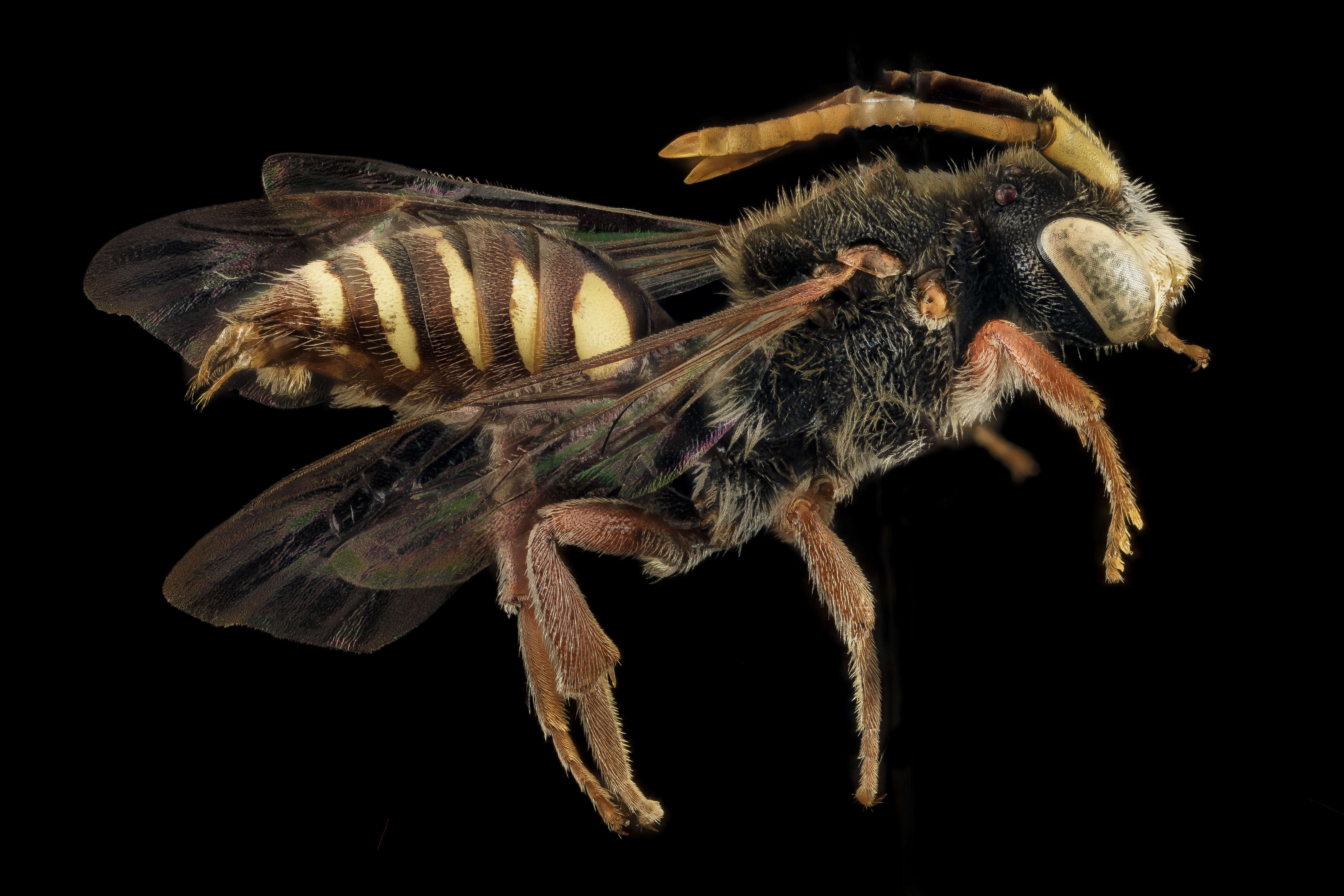 Image of Nomada australis Mitchell 1962