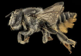 Megachile mendica Cresson 1878 resmi