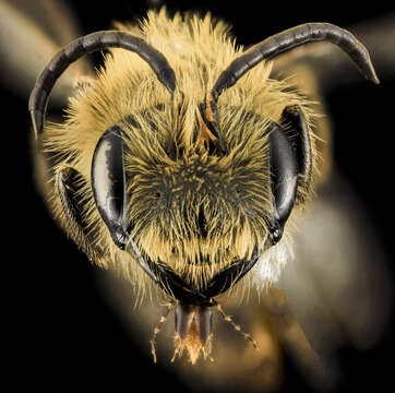 صورة Andrena nivalis Smith 1853