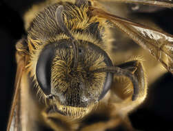 Image of Halictus farinosus Smith 1853