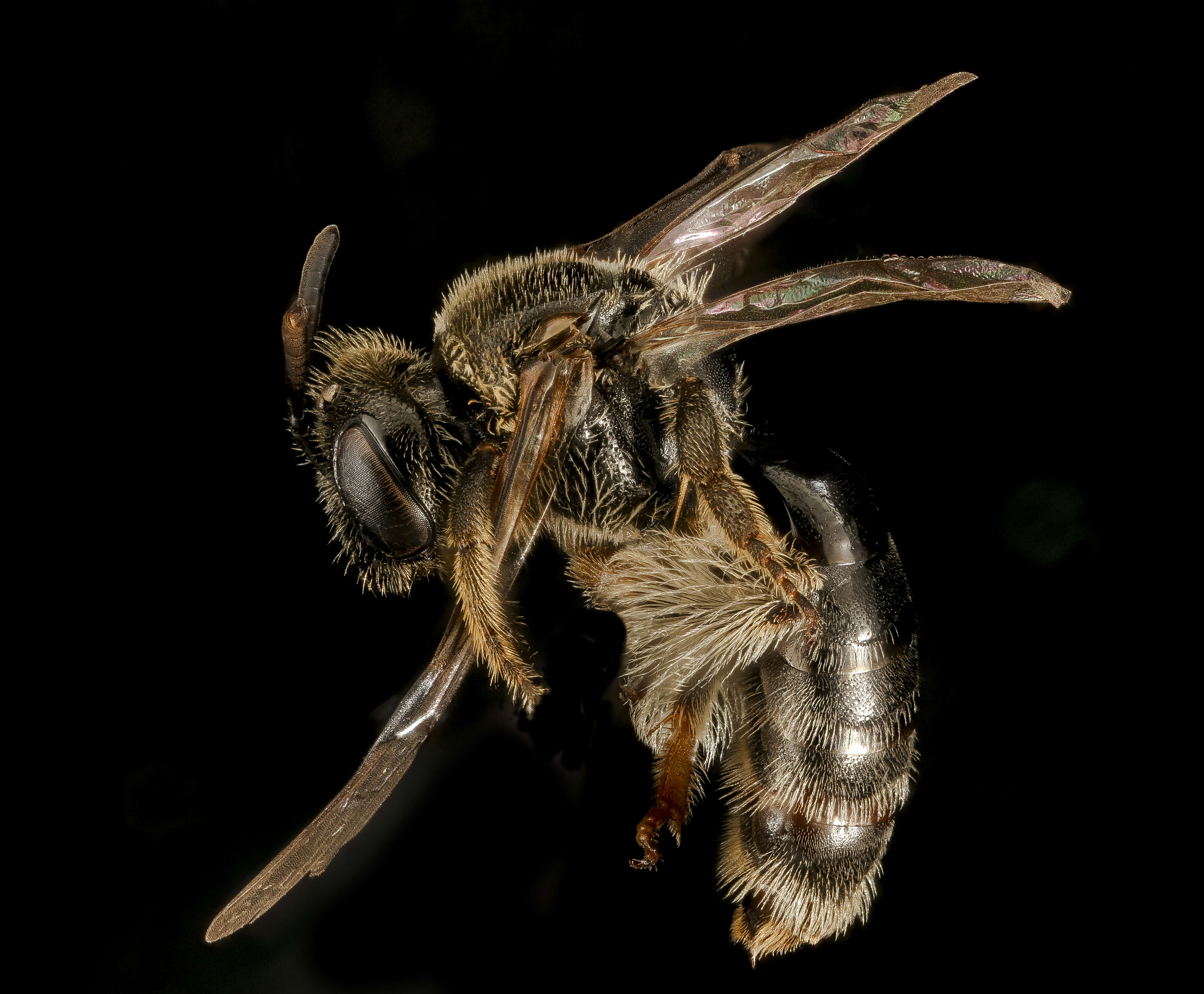 Image of Pseudopanurgus albitarsis (Cresson 1872)