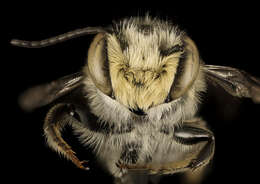 Megachile petulans Cresson 1878 resmi