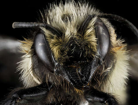 Image of Black-and-gray Leaf-cutter Bee