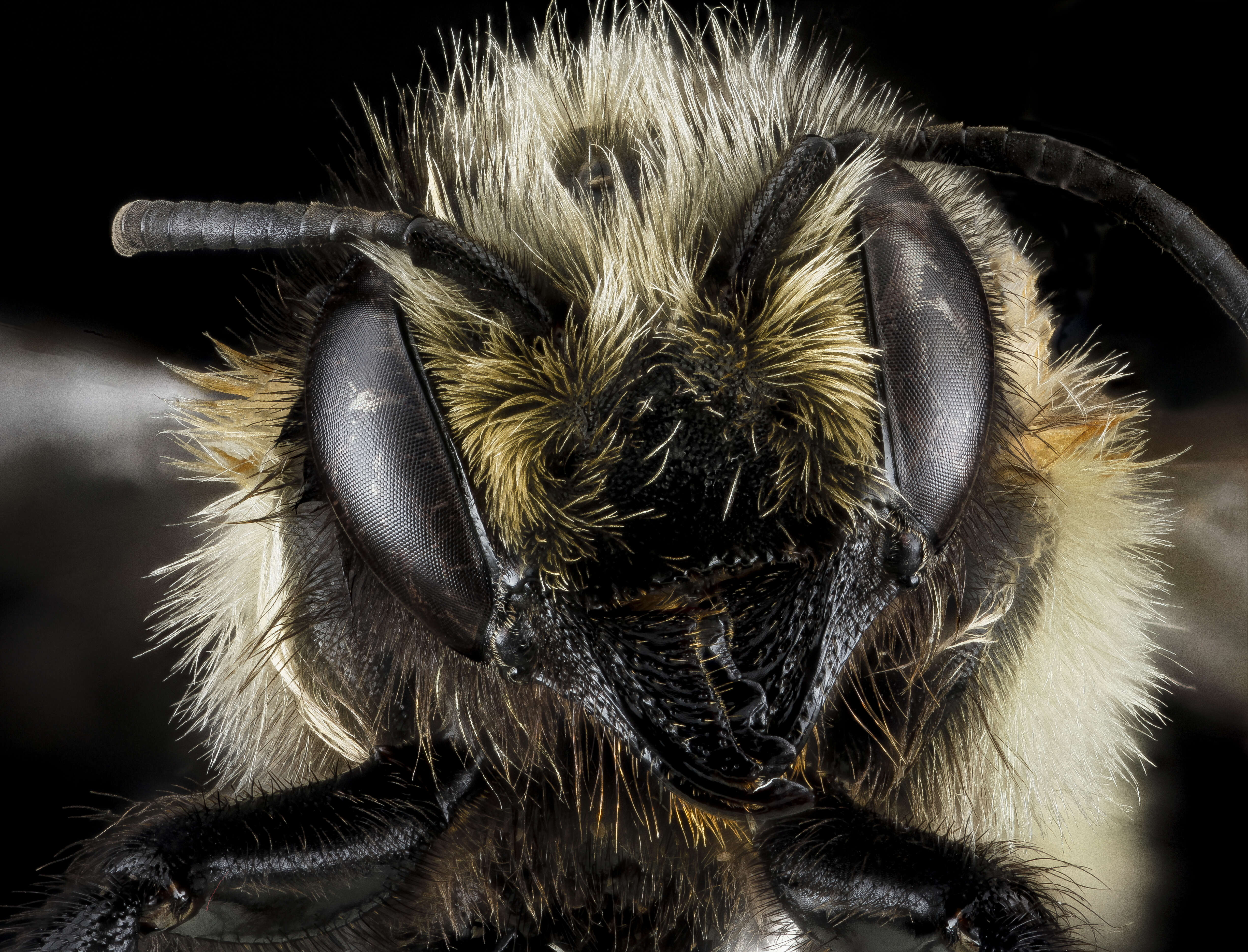 Image of Black-and-gray Leaf-cutter Bee